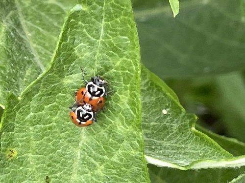 iNaturalist observation photo of Convergent Lady Beetle