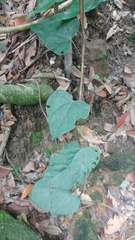 Pericampylus glaucus