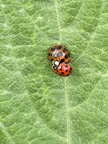 iNaturalist observation photo of Asian Lady Beetle
