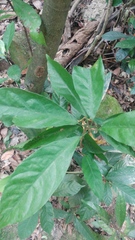 Sterculia lanceolata