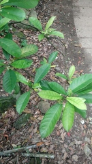 Psychotria asiatica