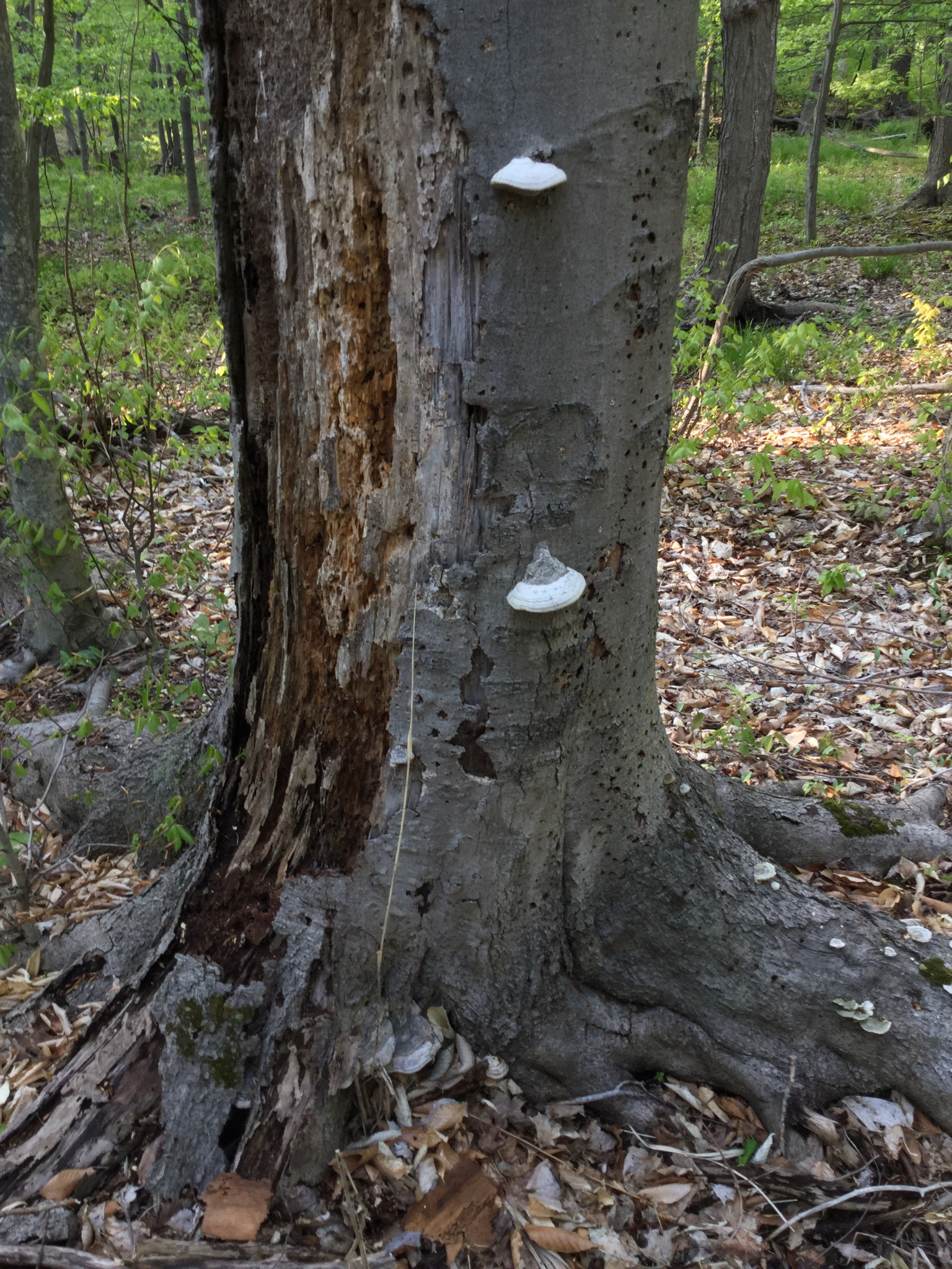 Fomes fomentarius image