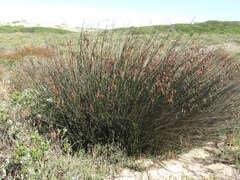 Thamnochortus erectus