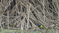 Chrysomus icterocephalus