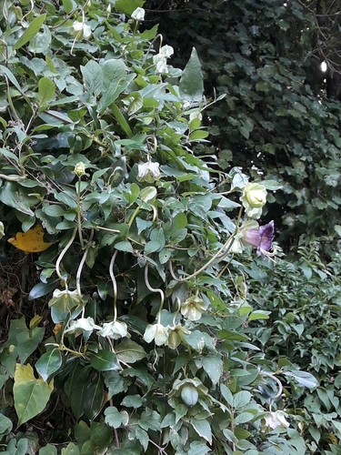 Cobaea scandens (Cobaea scandens)