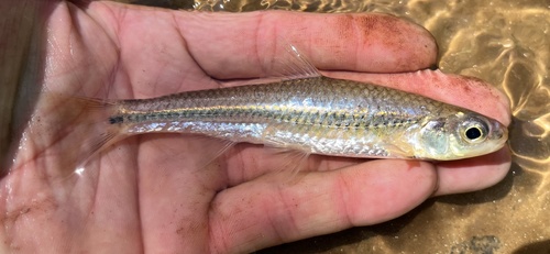 Spottail Shiner