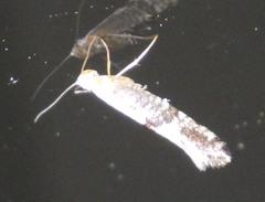 Argyresthia spinosella