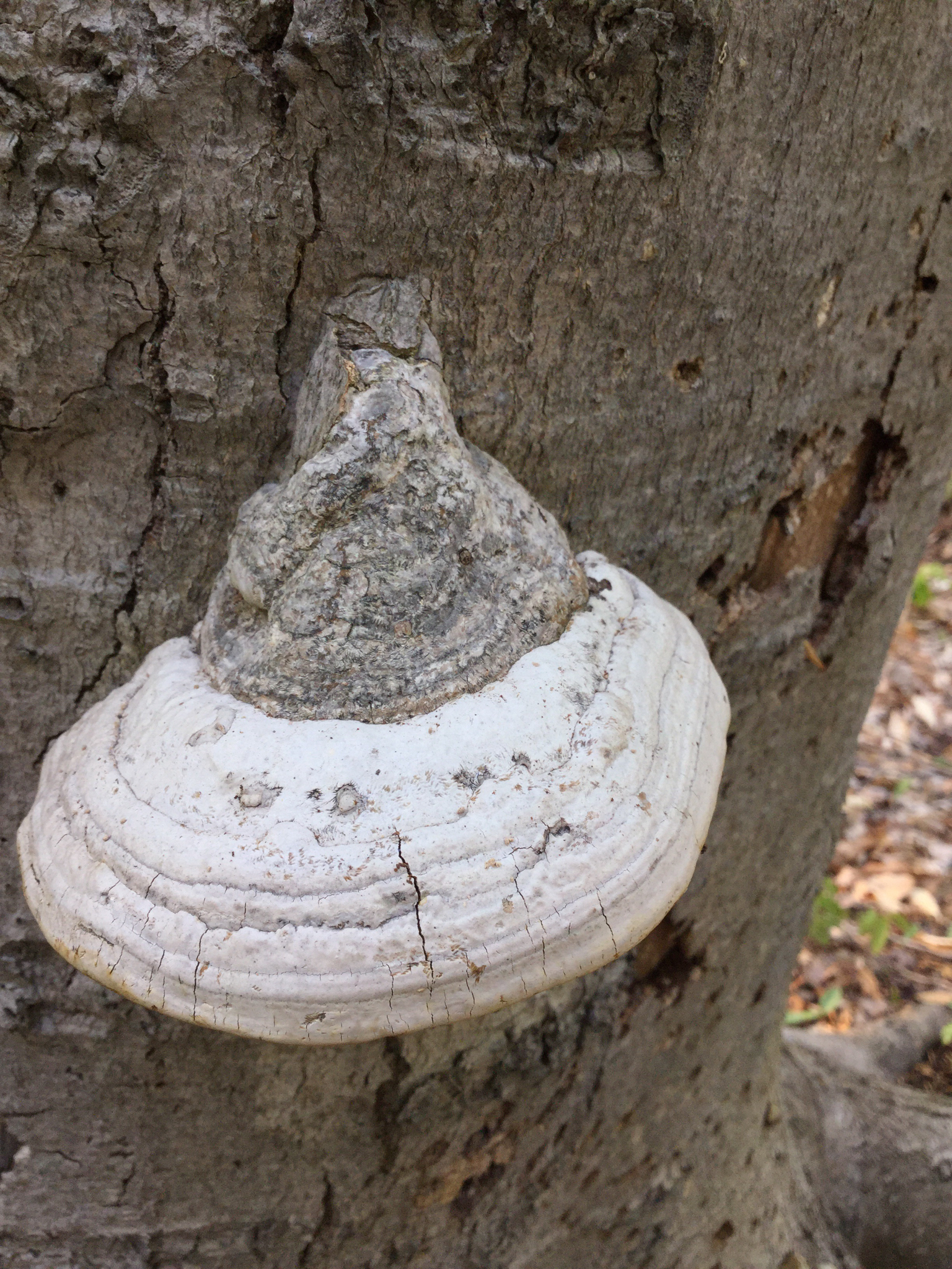 Fomes fomentarius image