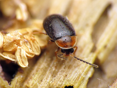 Exneria ruficollis
