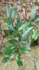 Strophanthus divaricatus