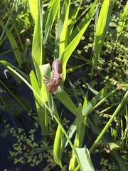 Anax imperator
