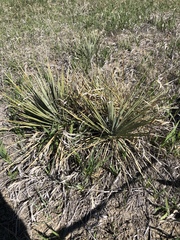 Yucca glauca