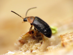 Exneria ruficollis