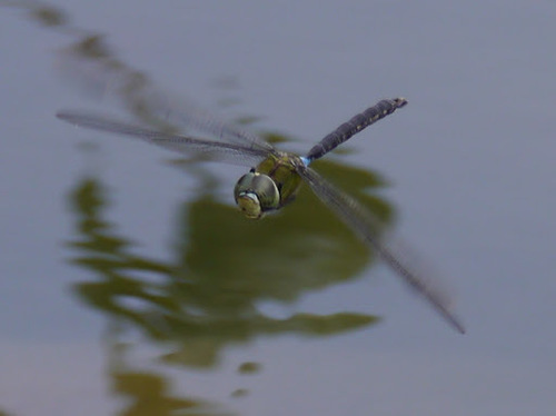 Giant Hawaiian Darner photo 2