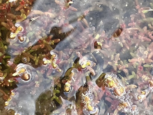 Crassula aquatica