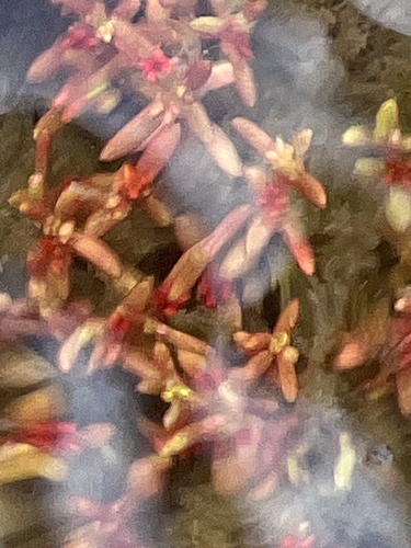 Crassula aquatica