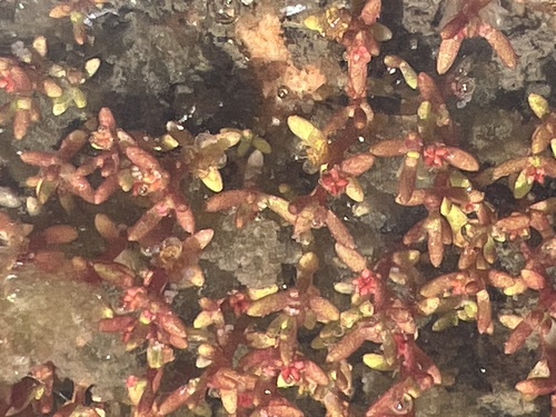 Crassula aquatica