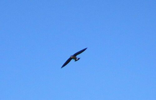 Silver-backed Needletail (Hirundapus cochinchinensis), photo 6
