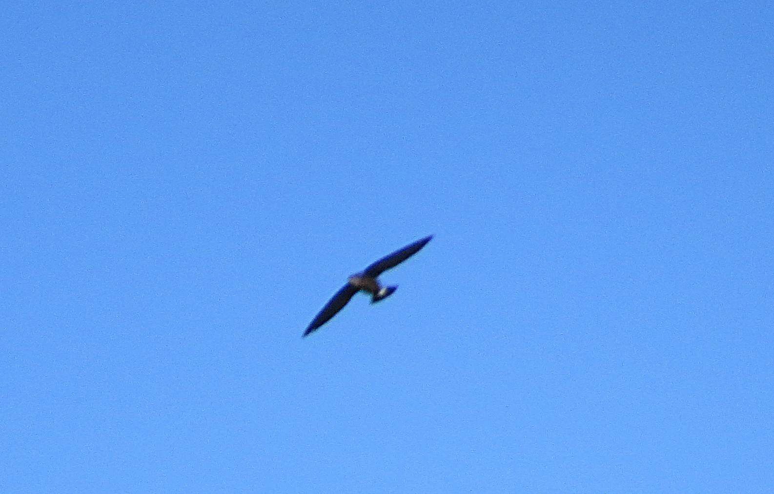 Silver-backed Needletail (Hirundapus cochinchinensis), photo 4