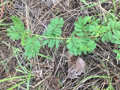 Desmanthus leptolobus