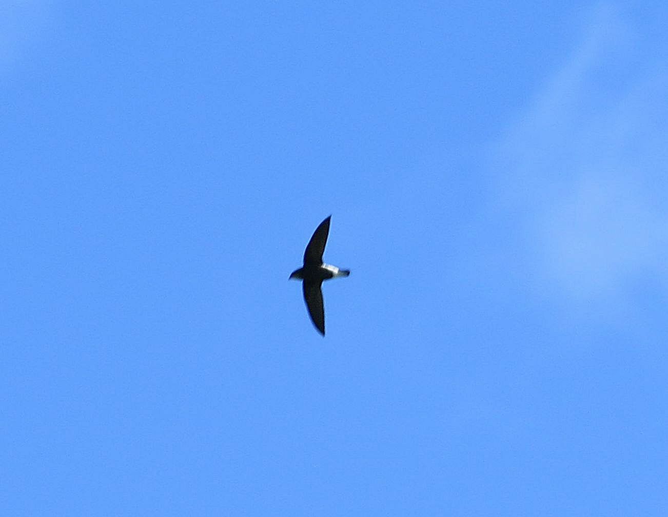 Silver-backed Needletail (Hirundapus cochinchinensis), photo 5