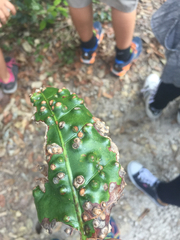 Coccoloba diversifolia