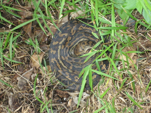 Australian Scrub Python sighting