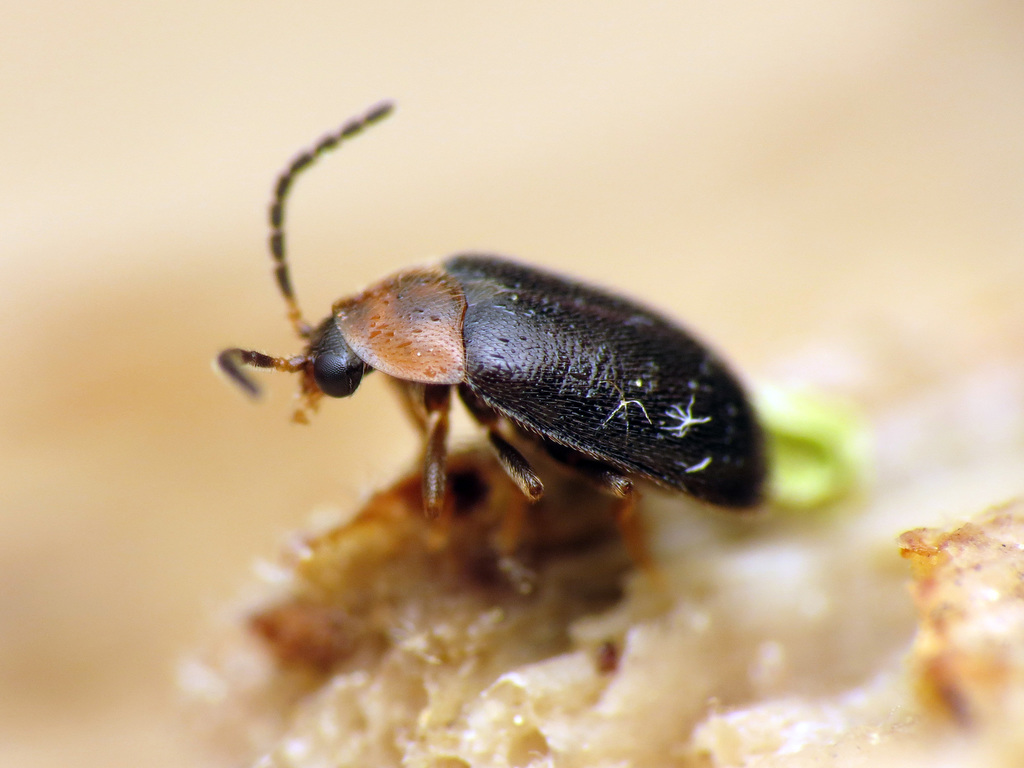 Hemicyphon