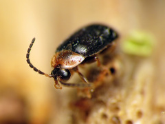 Exneria ruficollis