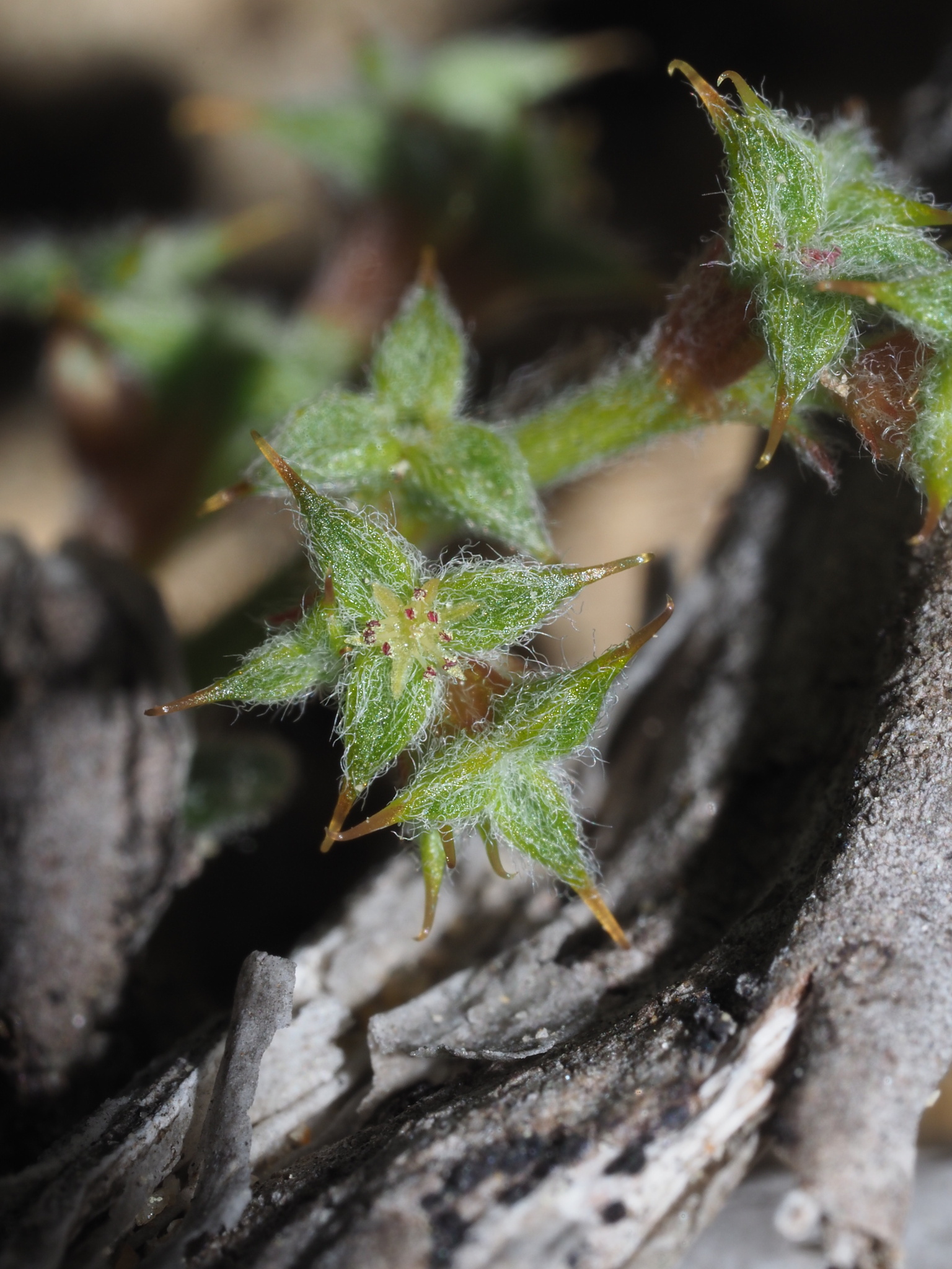 Chorizanthe orcuttiana