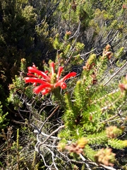 Erica abietina