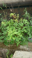 Ludwigia hyssopifolia