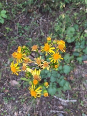 Packera coahuilensis