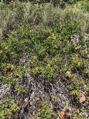 Helianthus debilis image