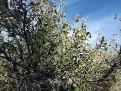 Quercus john-tuckeri