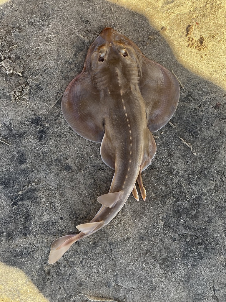 Shortnose Guitarfish