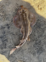 Shortnose Guitarfish photo 1