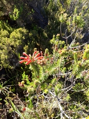 Erica abietina