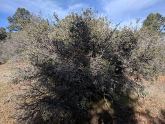 Quercus john-tuckeri