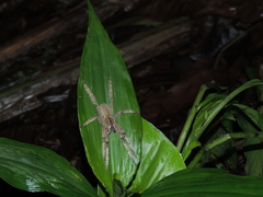 Phoneutria boliviensis