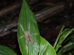 Phoneutria boliviensis