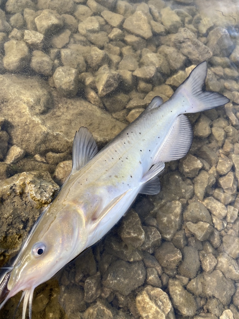 Channel and Blue Catfishes