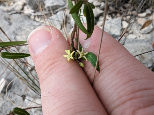 Image of Metastelma palmeri by (c) Cleveland Powell, some rights reserved (CC BY)