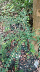 Phyllanthus cochinchinensis