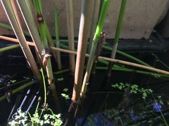 Anax imperator