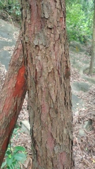 Artocarpus hypargyreus