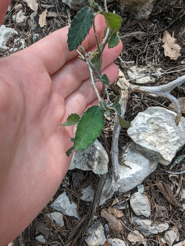 Image of Bernardia myricifolia by (c) Cleveland Powell, some rights reserved (CC BY)