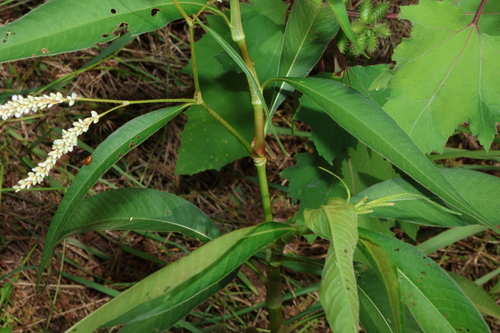 Image of Persicaria attenuata by (c) Greg Tasney, some rights reserved (CC BY-SA)