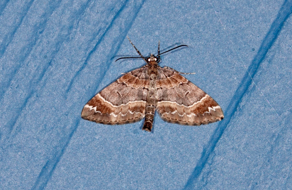 Lagynopteryx