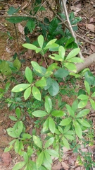 Litsea rotundifolia